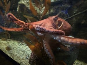 Octopus