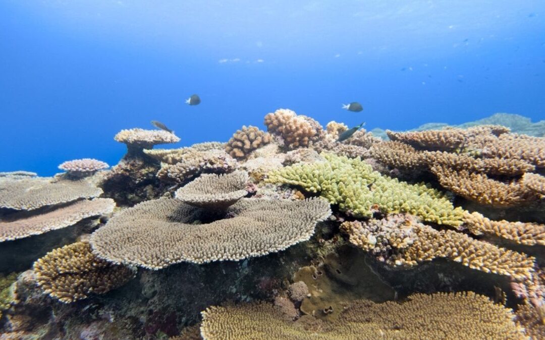 Samsung’s Coral Reef Efforts Earn Recognition Thanks to Ocean Mode